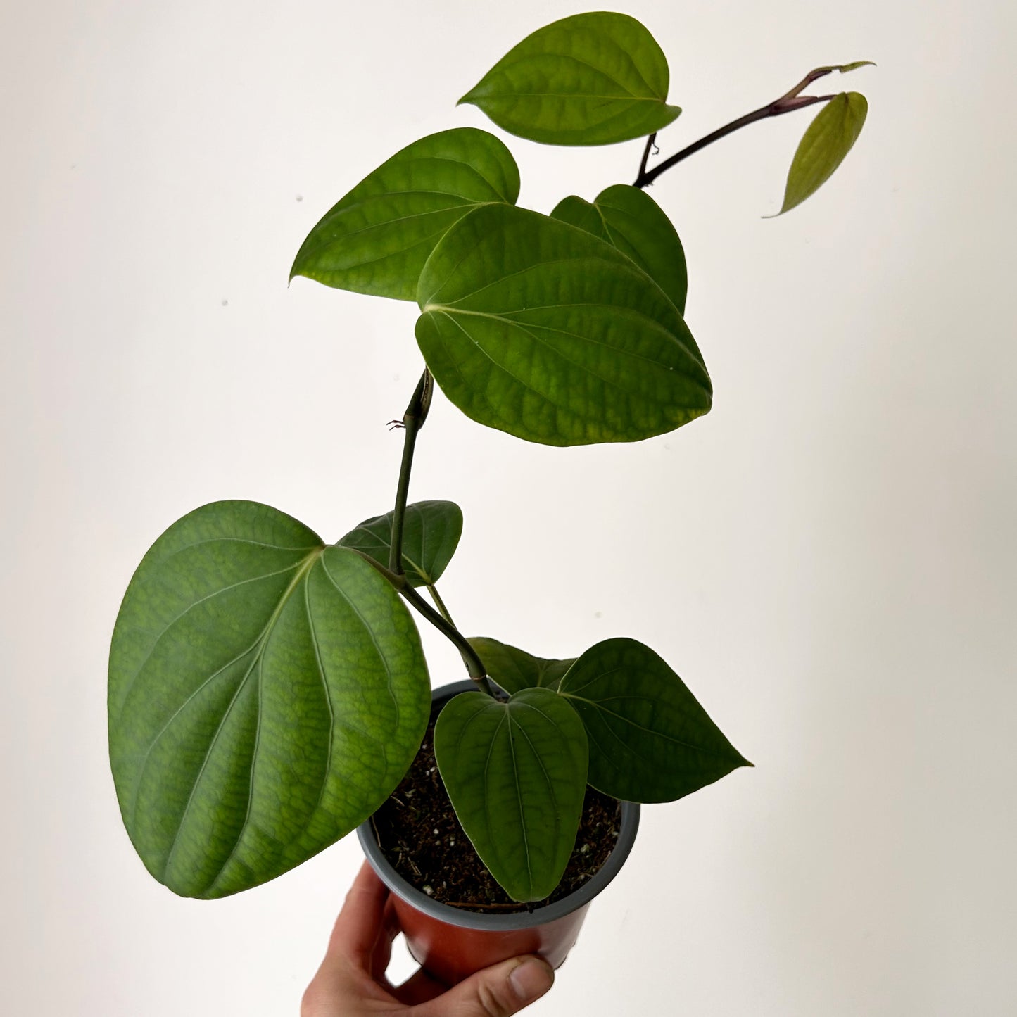 Piper nigrum Black Pepper Plant 4” pot