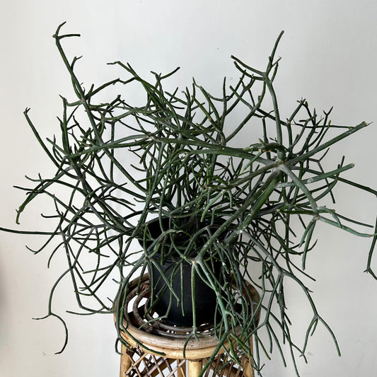 Pencil Cactus (Euphorbia Tirucalli) 10” pot