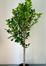 Load image into Gallery viewer, Ficus Moclame approximately 5ft tall in 10&quot;pot

