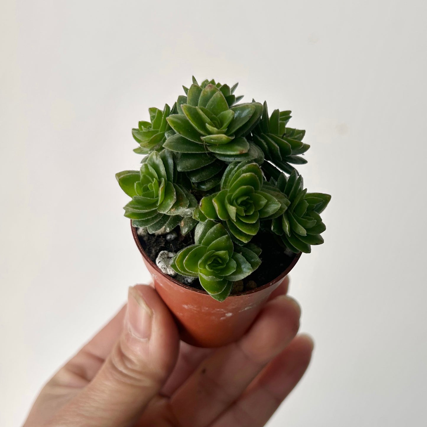 Crassula spiralis 2” pot