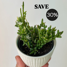 Load image into Gallery viewer, Clumpy mistletoe cactus in decorative ceramic pot 2.5” pot
