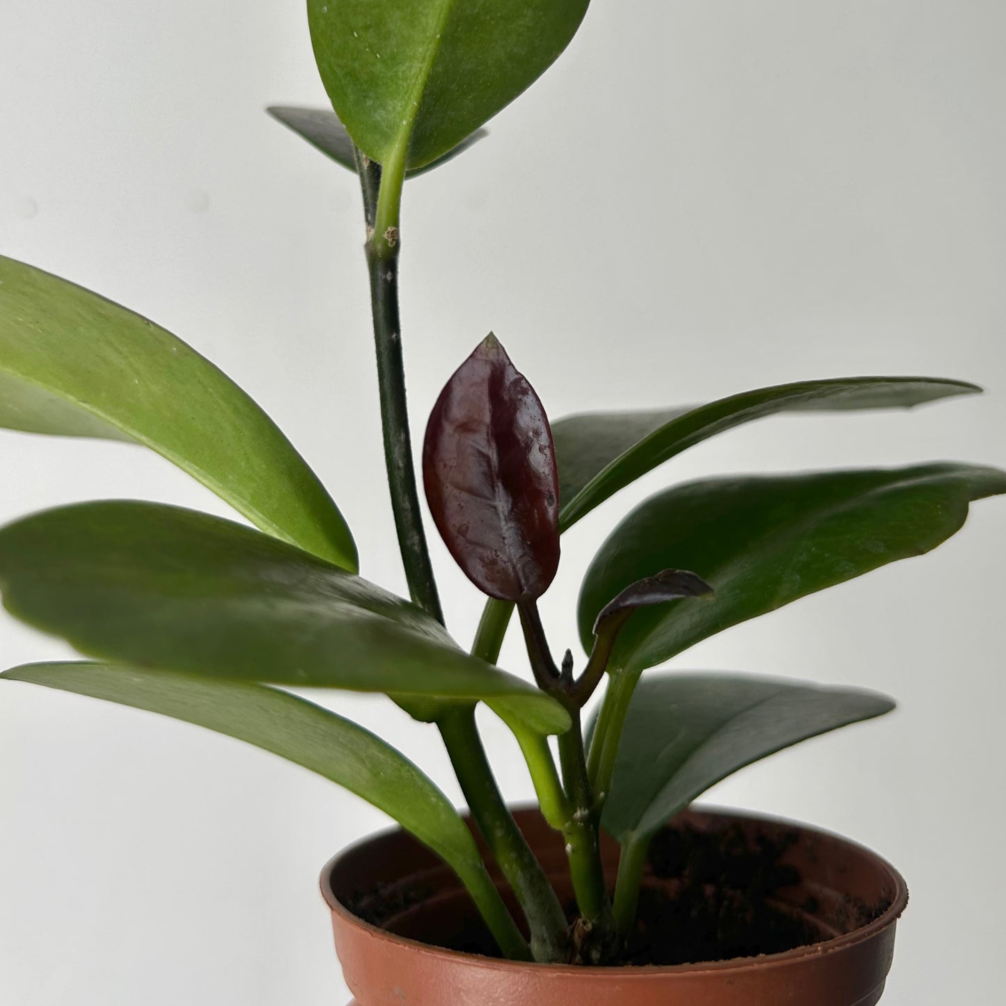 Hoya Australis 2.75”pot