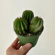 Load image into Gallery viewer, Euphorbia polygona 4” pot
