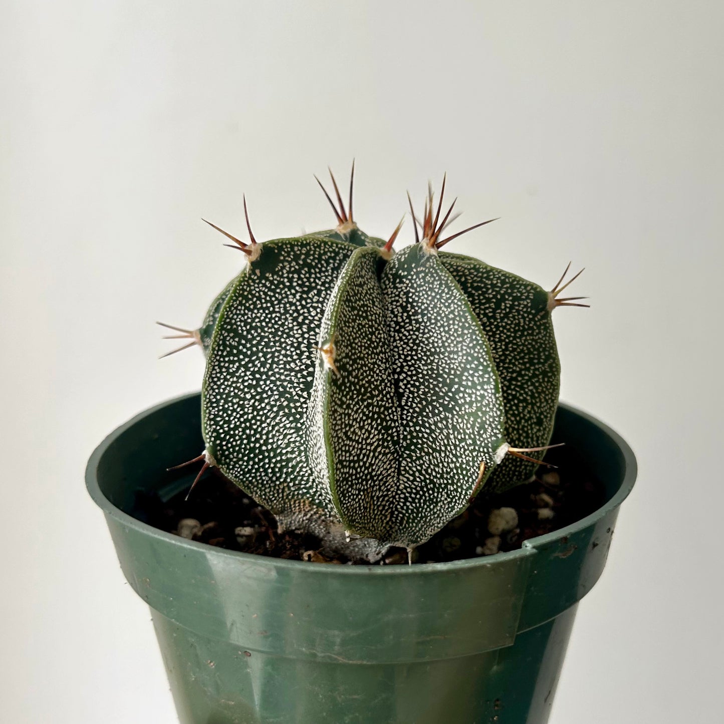 Astrophytum ornatum var mirabelli 4” pot