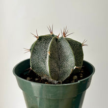 Load image into Gallery viewer, Astrophytum ornatum var mirabelli 4” pot
