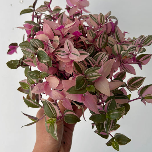 Tradescantia fluminensis Tricolour 4”pot