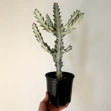 Load image into Gallery viewer, Euphorbia Lactea &#39;White Ghost&#39; 5&quot; pot
