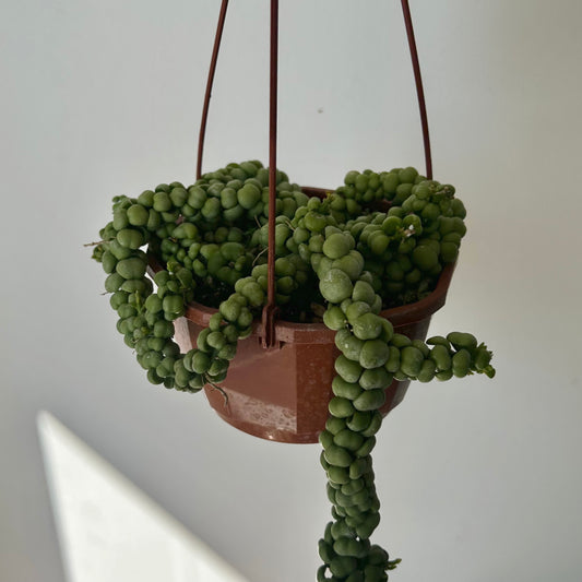 Dischidia “Dragon Jade” 4.5” hanging basket