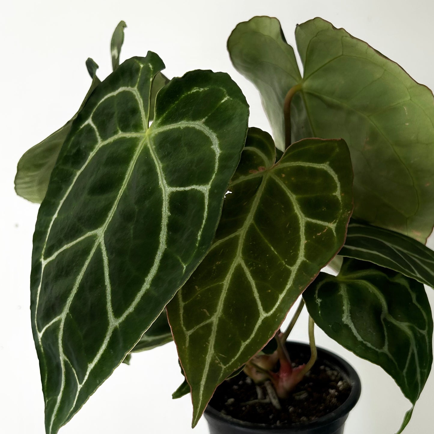 Anthurium crystallinum 3.5”pot