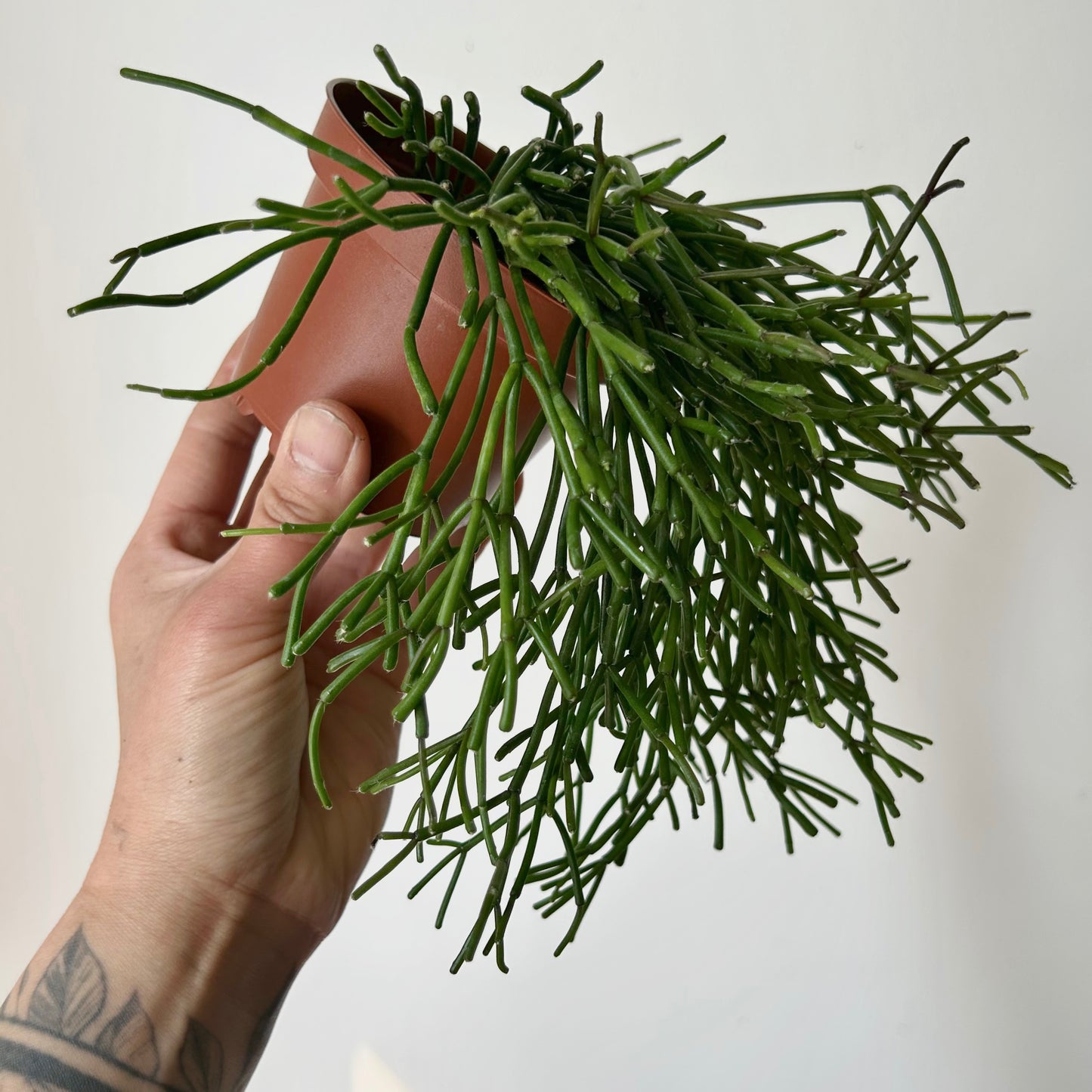 Rhipsalis clavata 3.5”pot