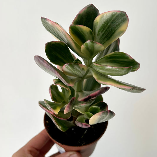 Variegated Jade Succulent (Crassula ovata Tricolour) 3.25”pot