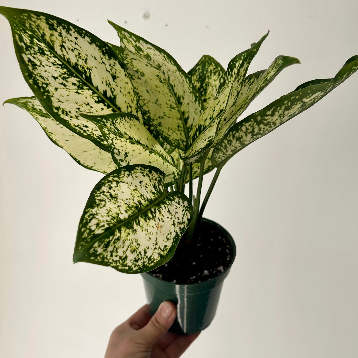 Aglaonema ‘Spring Snow’ 4” pot