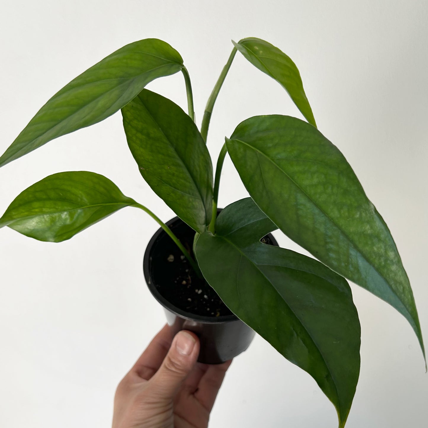 Pothos ‘Baltic Blue’ 3.5” pot