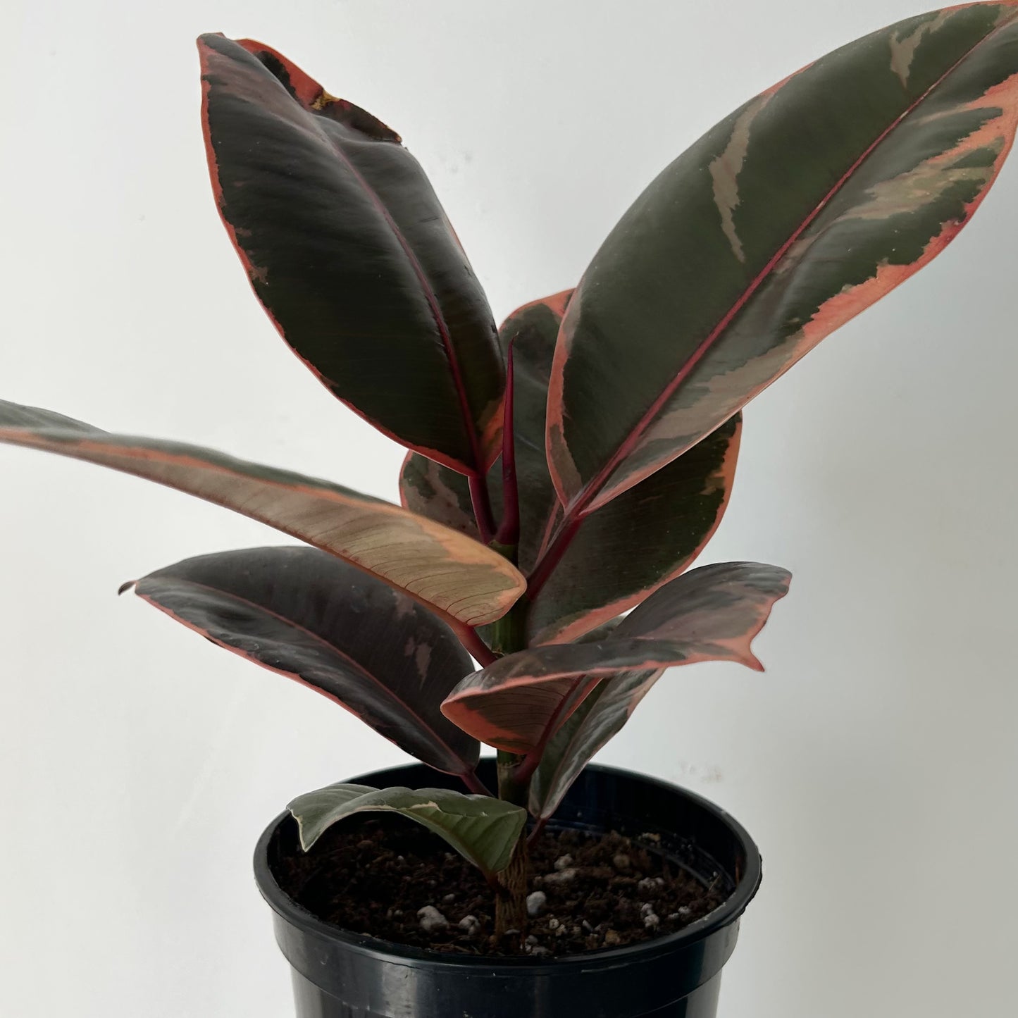 Ficus Elastica "Ruby" 5” pot