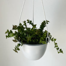 Load image into Gallery viewer, Dischidia Ruscifolia “Million Hearts” 6” Hanging pot
