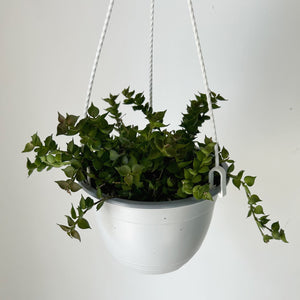 Dischidia Ruscifolia “Million Hearts” 6” Hanging pot