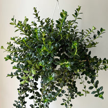 Load image into Gallery viewer, Goldfish Plant (Nematanthus) 8” Hanging Basket
