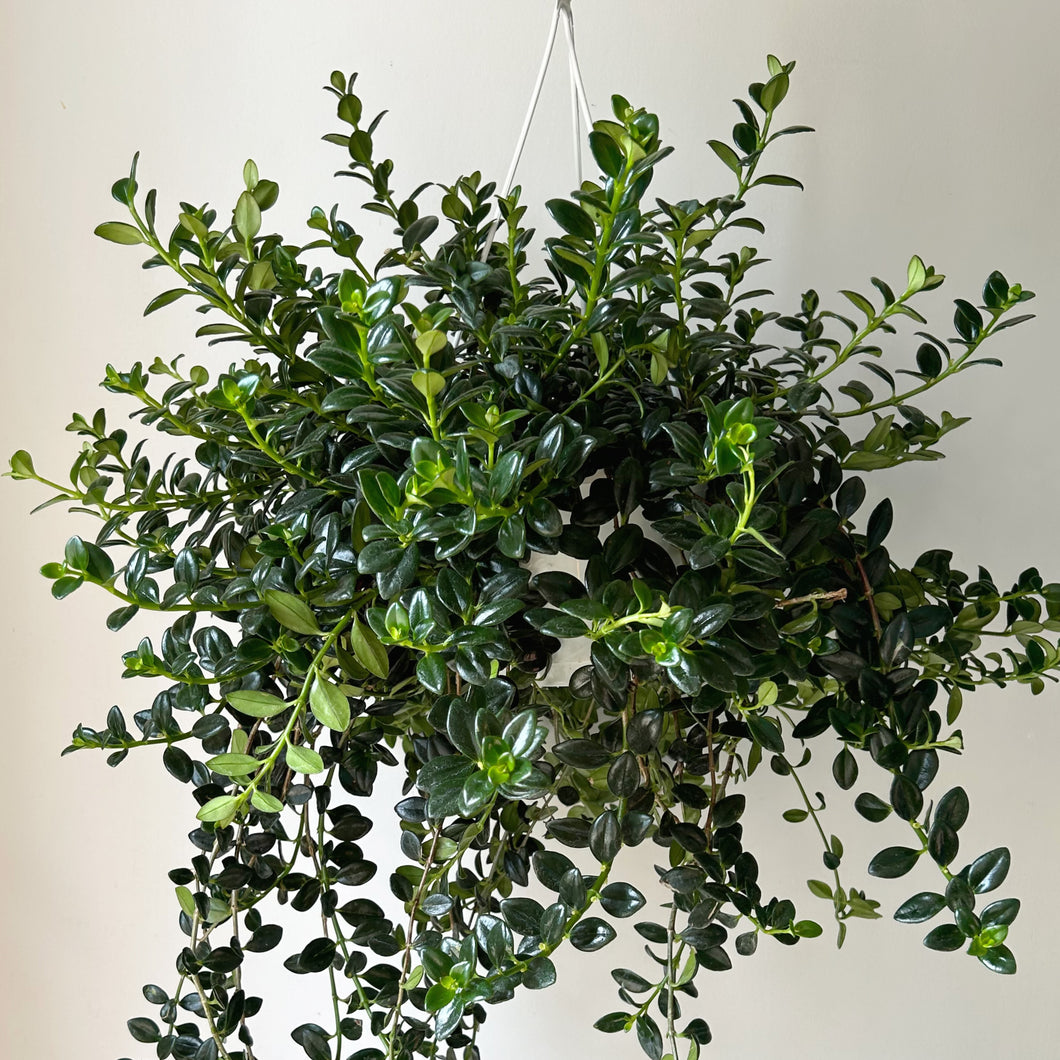 Goldfish Plant (Nematanthus) 8” Hanging Basket