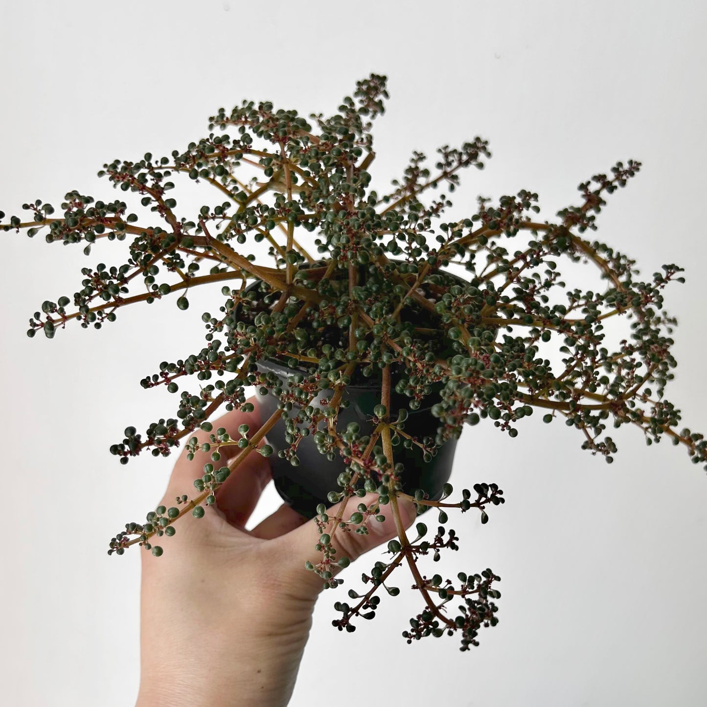 Pilea serpyllacea globosa 3.5”pot