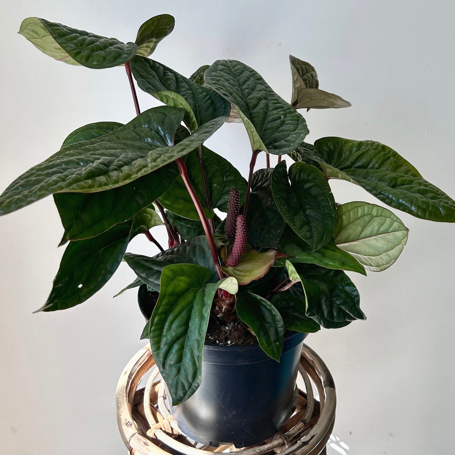 Anthurium Luxurians X Radicans (Hybrid) 10” pot