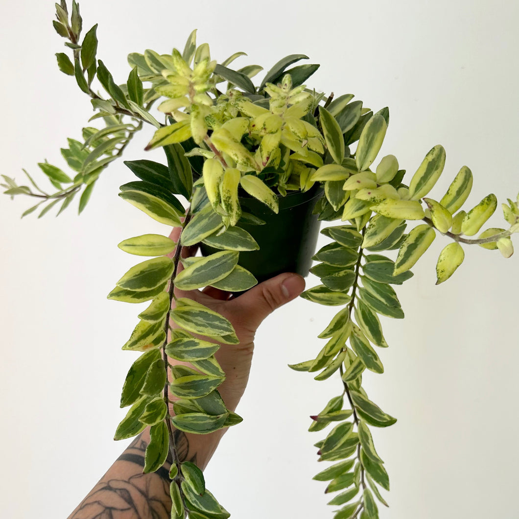 Lipstick Plant Aeschynanthus Bolero Bicolour 3.5”pot