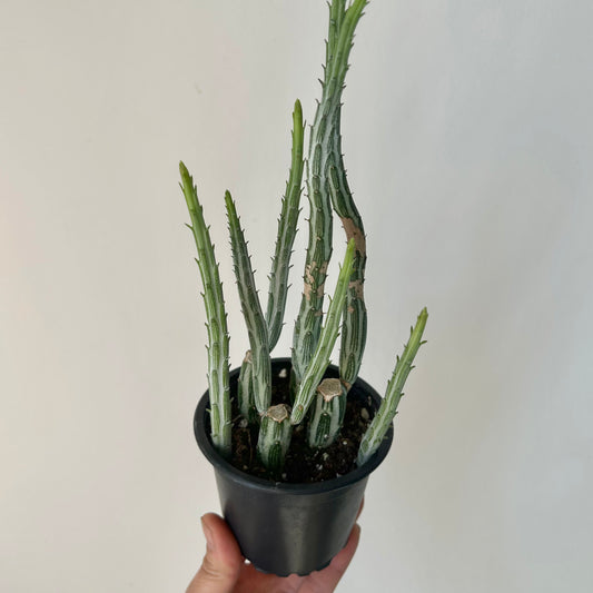 Senecio Stapeliiformis 3.5”pot