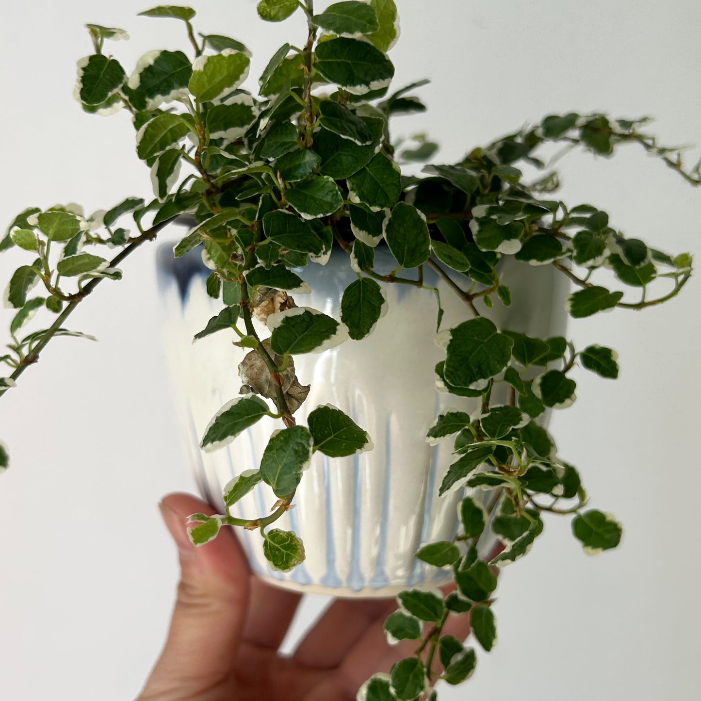 Variegated Creeping Fig  (Ficus pumila) 3.5"pot