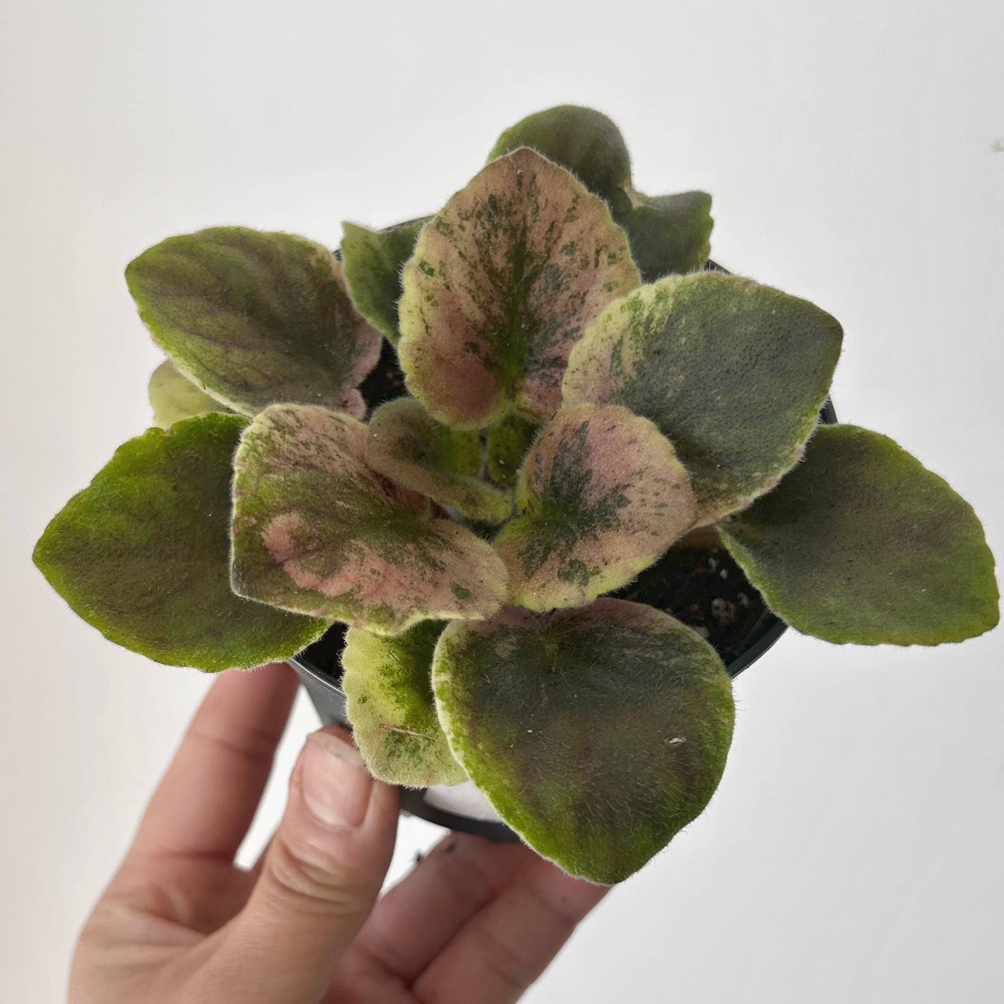 Variegated african violet (saintpaulia) 3.5” pot