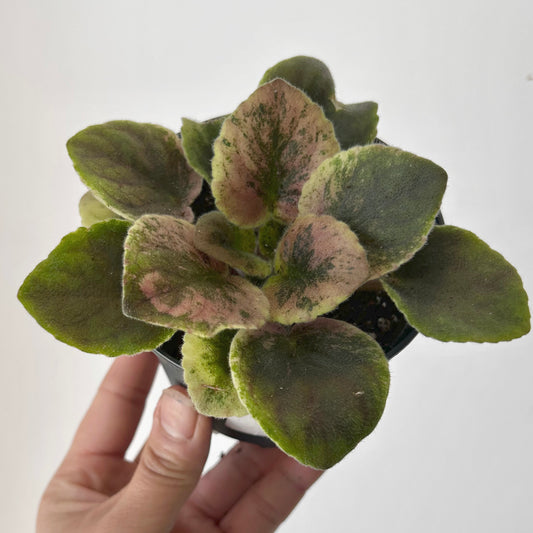 Variegated african violet (saintpaulia) 3.5” pot