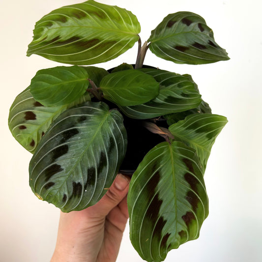 Black Prayer Plant (Maranta) 4” pot