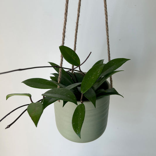 PASCAL Decorative Hanging Planter (5.5"x5”)