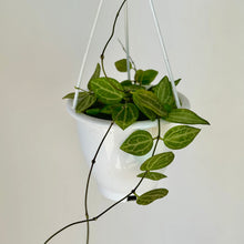 Load image into Gallery viewer, Dischidia Watermelon (Ovata) 4.5” hanging basket
