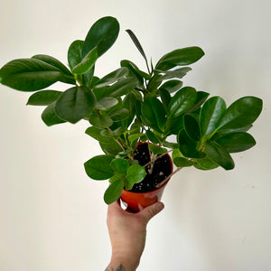 Ficus Moclame 4" pot