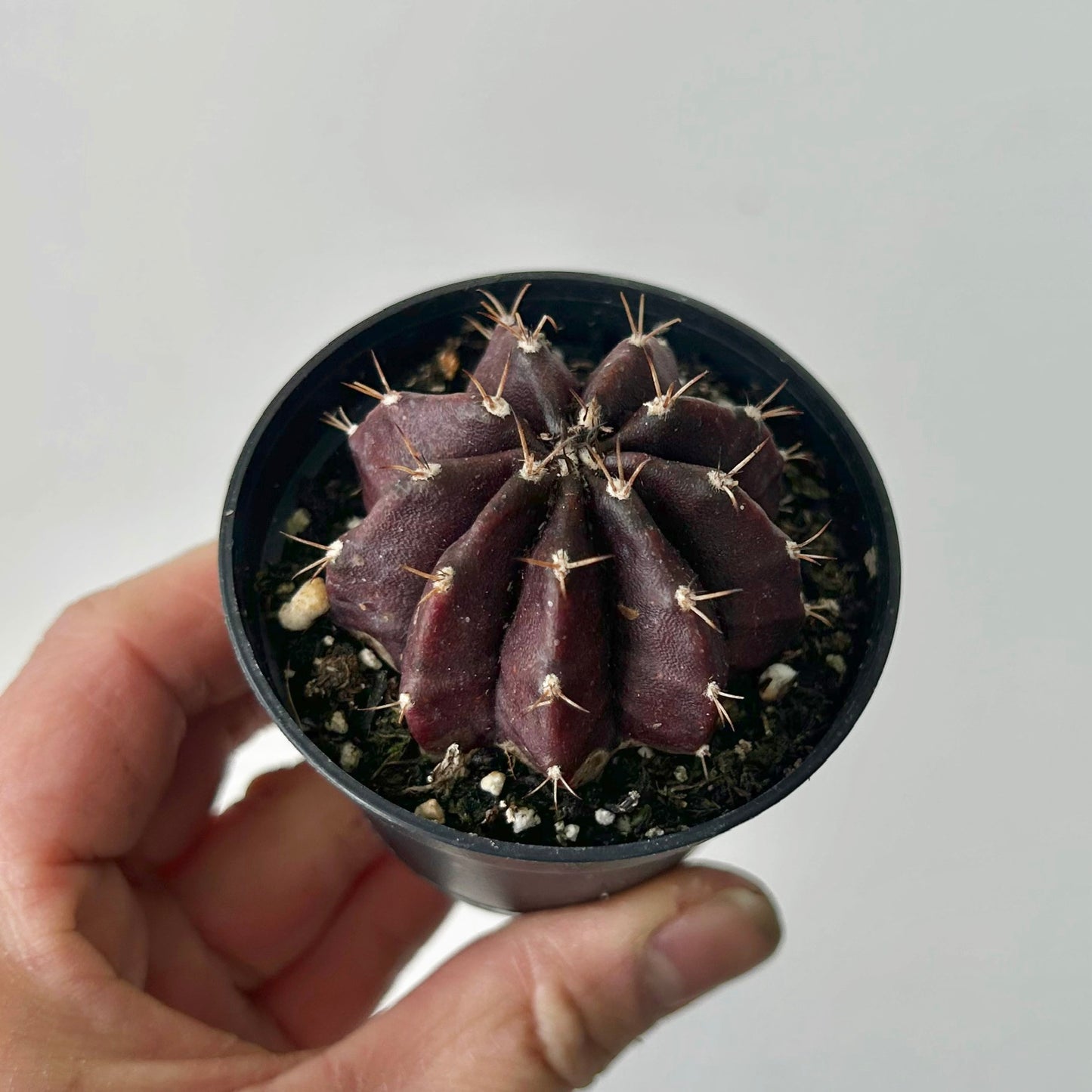 Gymnocalycium mihanovichii "Black Widow" 2.5” pot