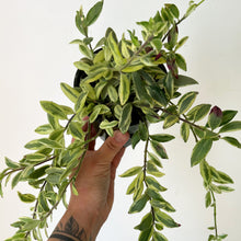 Load image into Gallery viewer, Lipstick Plant Aeschynanthus Bolero Bicolour 3.5”pot
