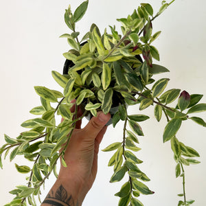 Lipstick Plant Aeschynanthus Bolero Bicolour 3.5”pot