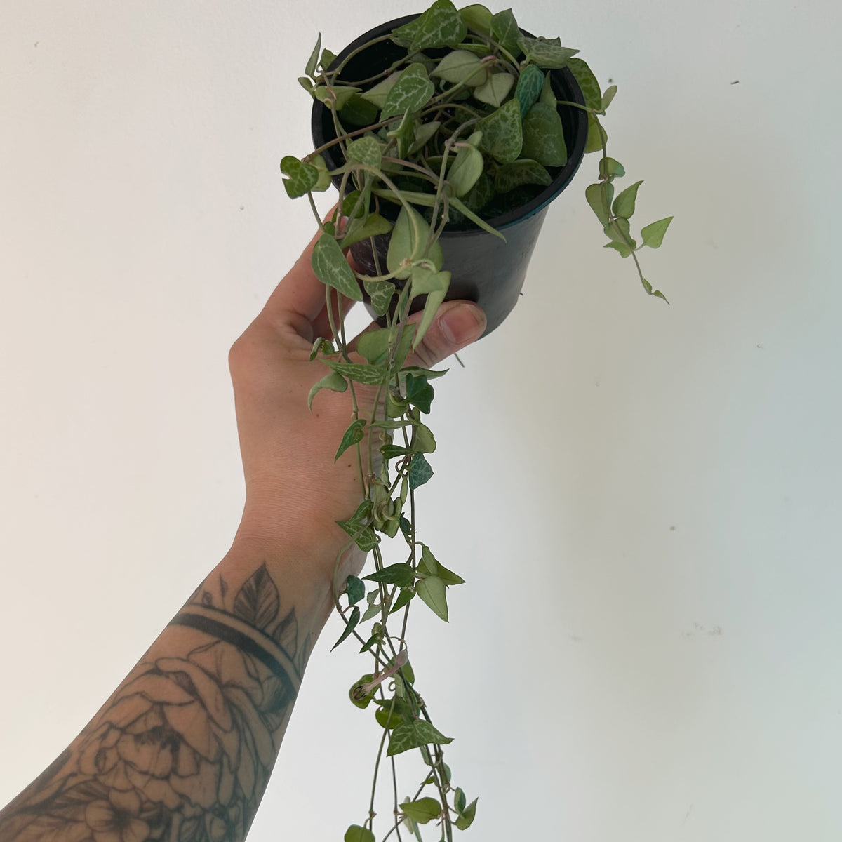 String of Arrows (Ceropegia woodii) 3.5” pot