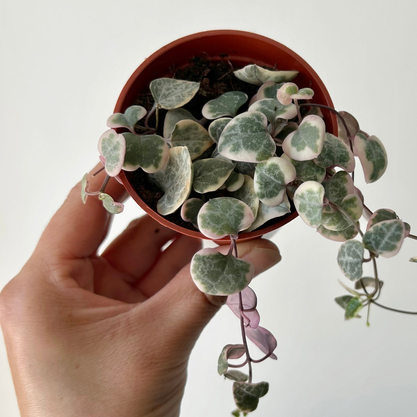 Variegated String of Hearts (Ceropegia woodii) 3”pot