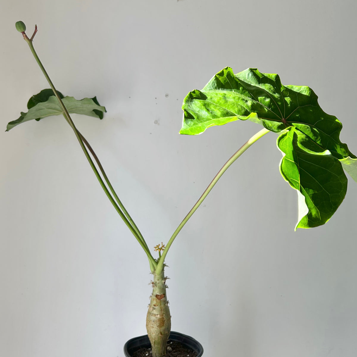 Buddha Belly Plant (Jatropha podagrica) 6” pot