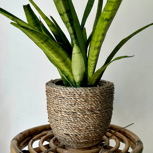 KALANI decorative concrete pot with seagrass exterior (5”X5.5”)