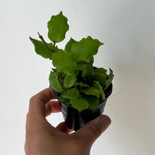 Load image into Gallery viewer, Hoya Endauensis 3&quot;  pot
