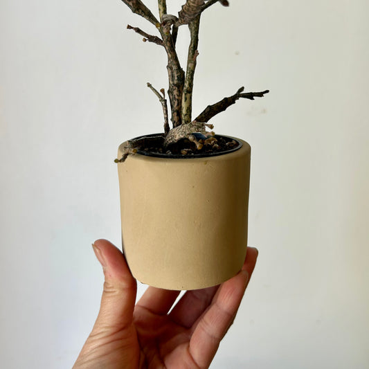 FAYE Cylindrical Clay decorative pot (2.5”x2.5”)