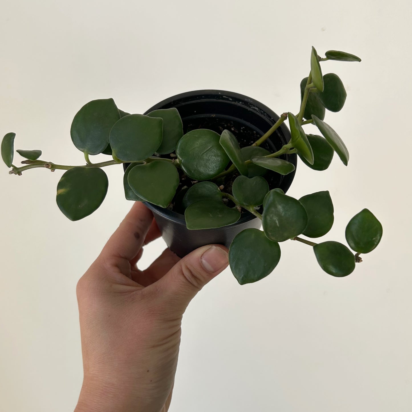 Pink Thai Lipstick vine (Aeschynanthus Radicans) 3.5”pot