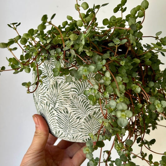 FERNANDA Decorative Cement Pot (5”x4.5”)