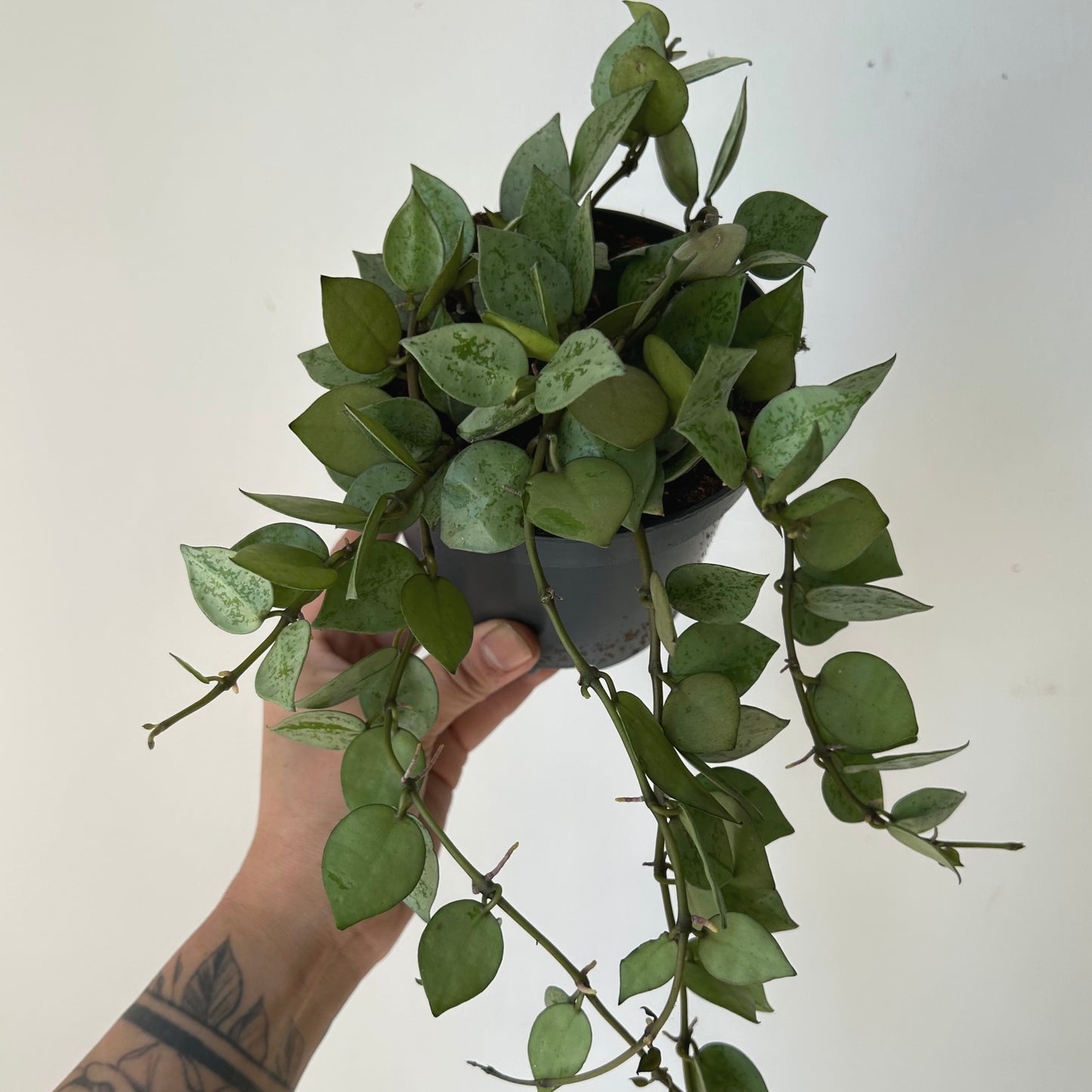 Hoya krohniana "Silver" 5”pot