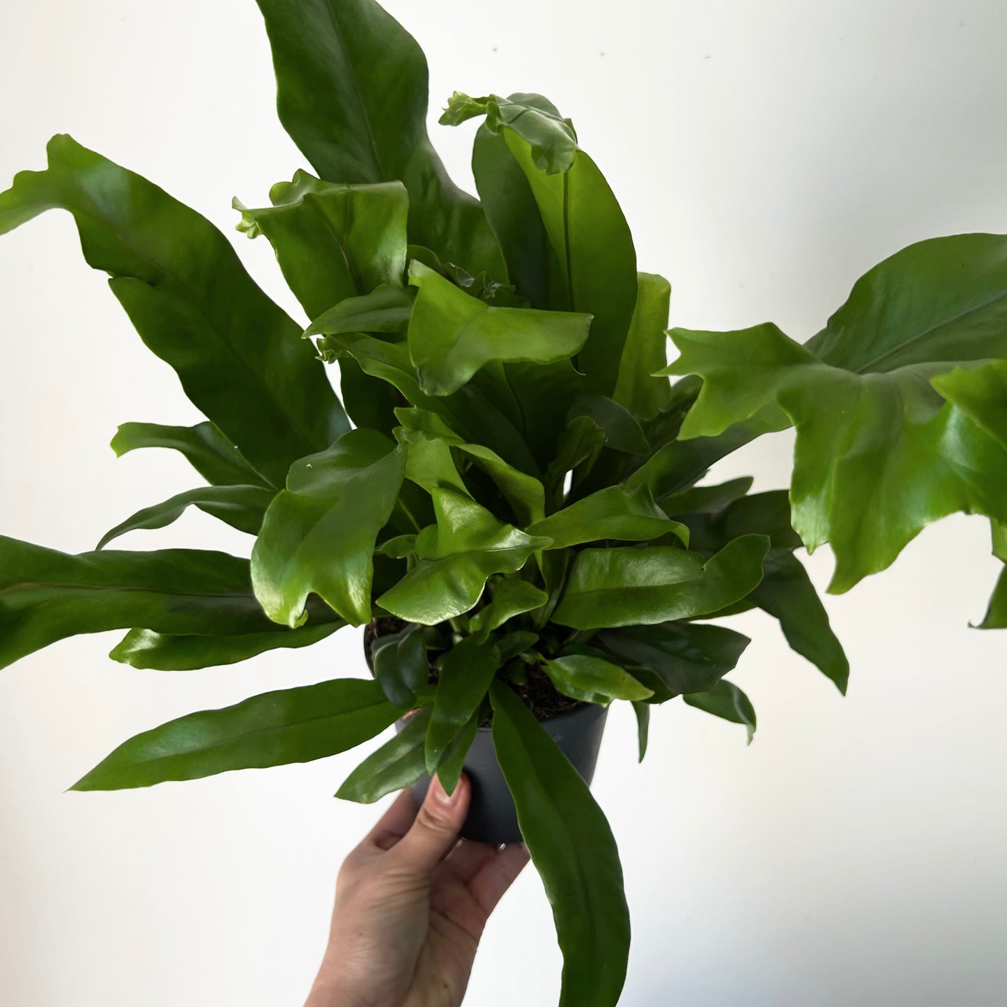 Fern “Green Flame” 5” pot