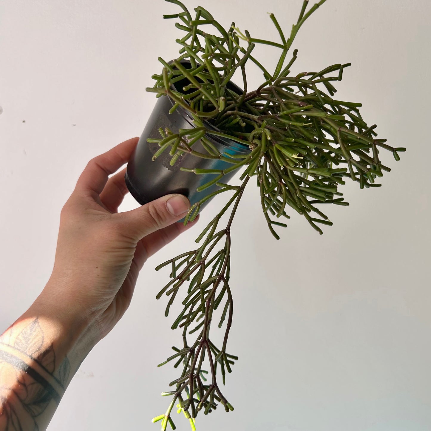 Rhipsalis clavata 3.5”pot