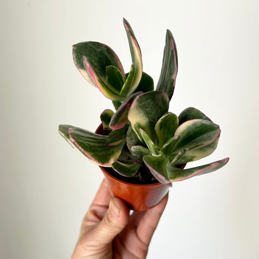 Variegated Jade Succulent (Crassula Ovata Tricolour) 2.75"pot