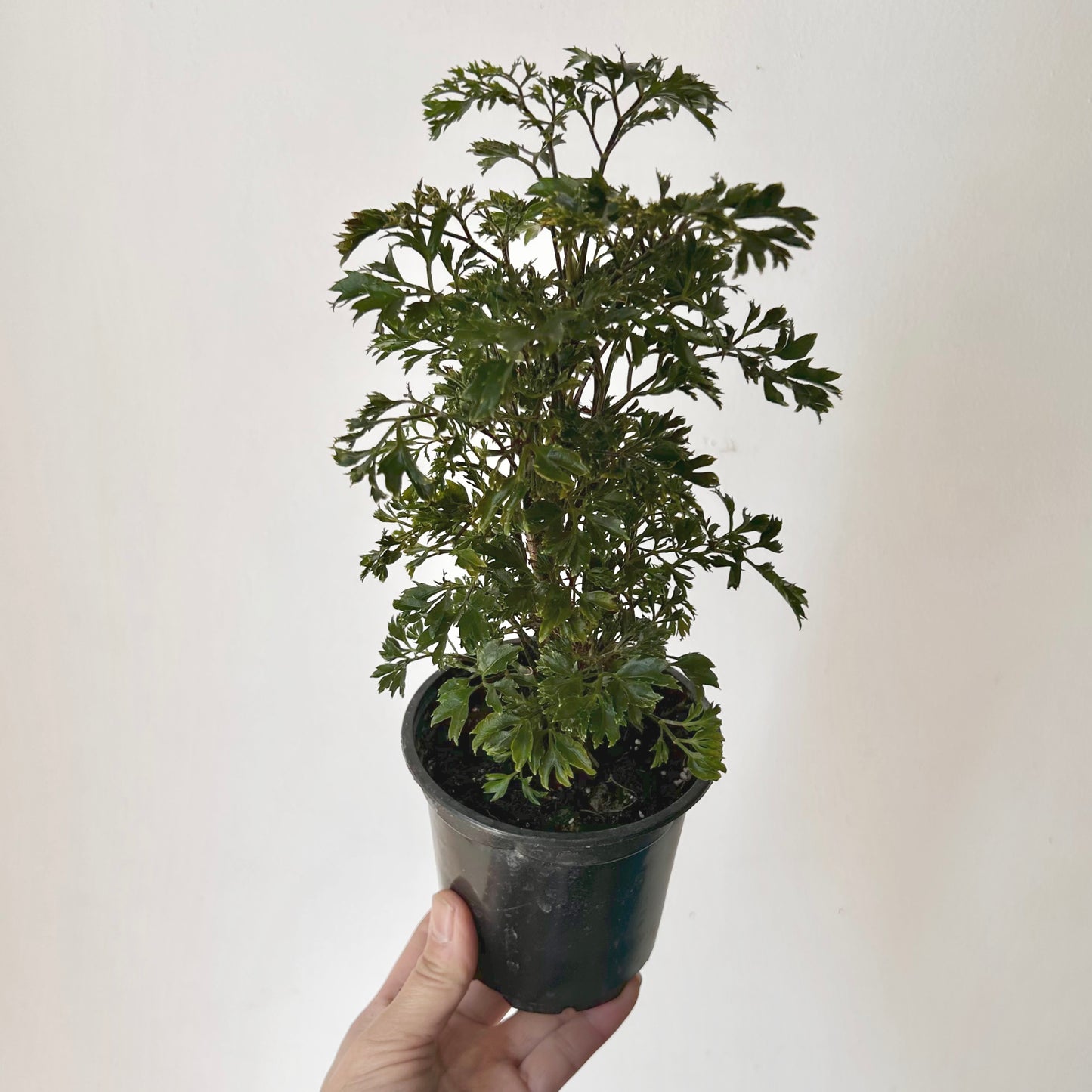Parsley Aralia ‘Elegans’ (Polyscias fruticosa) 4” pot