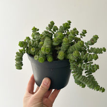 Load image into Gallery viewer, Jade Necklace Succulent (Crassula Marnieriana) 5&quot; pot
